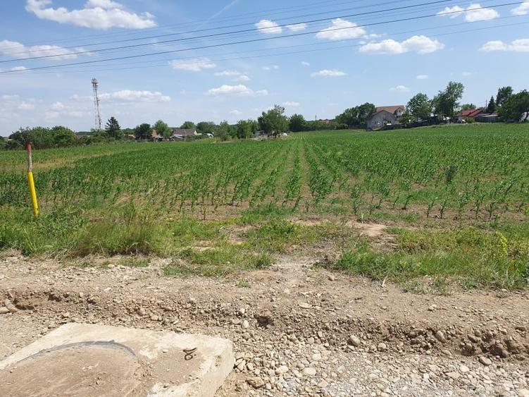 Teren Construcții intravilan de 1000 mp, în Moara Vlăsiei