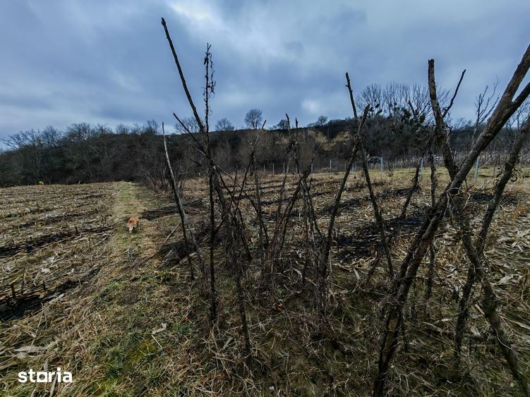 Teren de 3000 mp, în Măgura