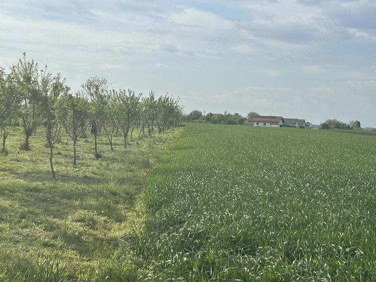 Teren de 5000 mp, în Dârza