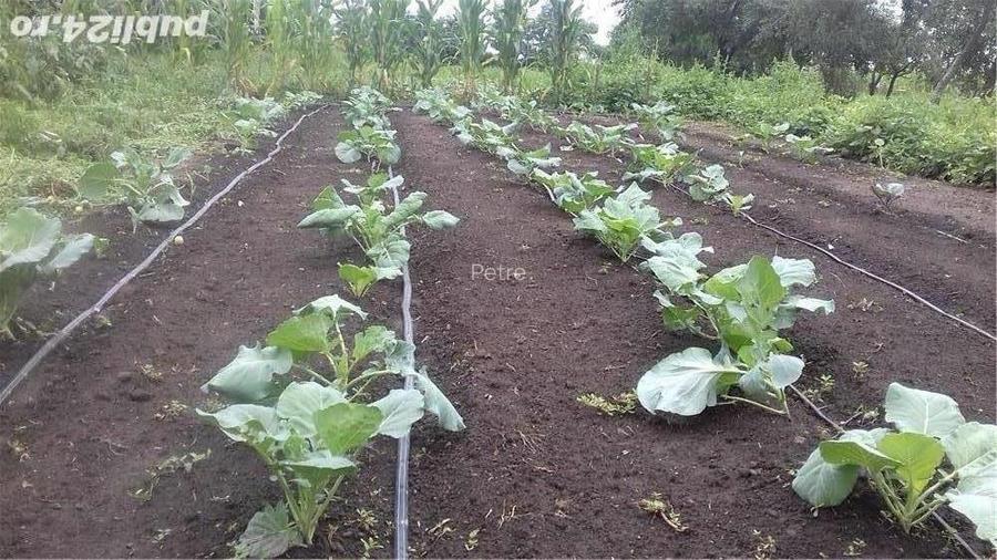 Casa cu teren in suprafata de 6.800m2