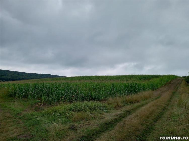 Teren de 5800 mp, în Moișa