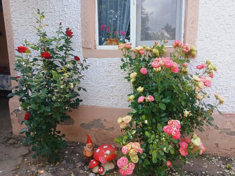 Casă individuală cu 5 camere cu Teren 2400 Mp în Războieni