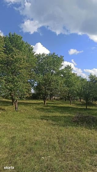 Teren de 12530 mp, în Panticeu