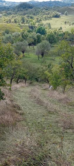 Teren de 12000 mp, în Suslănești