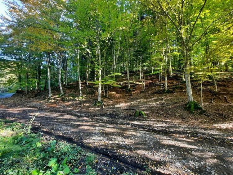 Teren de 7160 mp, în Alexandru cel Bun