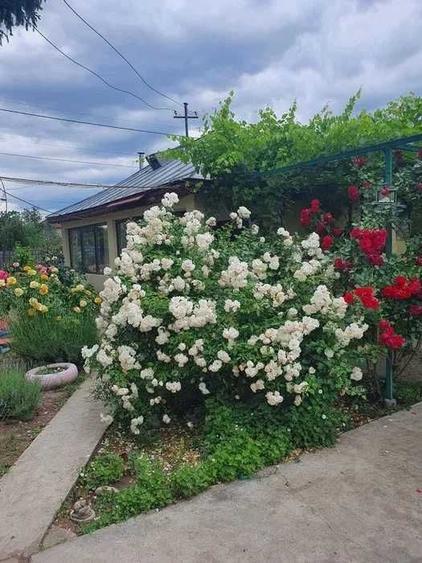 Casa de inchiriat - 2