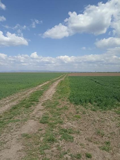 Teren agricol extravilan de 7300 mp, în Chichiș