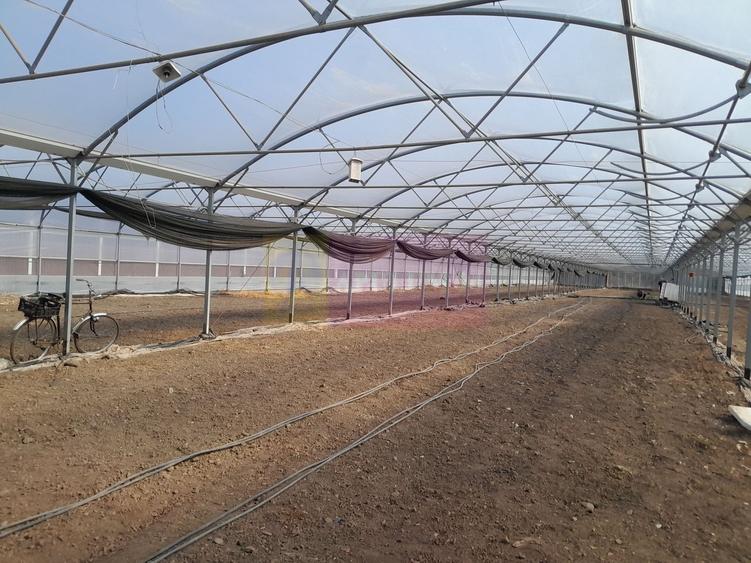 Teren Construcții intravilan de 3144 mp, în Roșiori