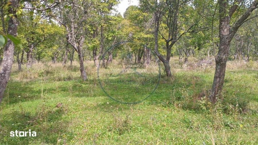 Teren extravilan 10.000 mp Livada de pruni, Dorolea (15 km de Bist