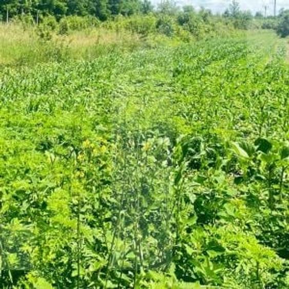 Teren agricol extravilan de 500000 mp, în Dângeni