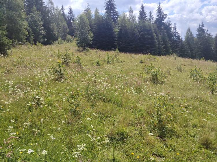 Vand teren in panaci - 8
