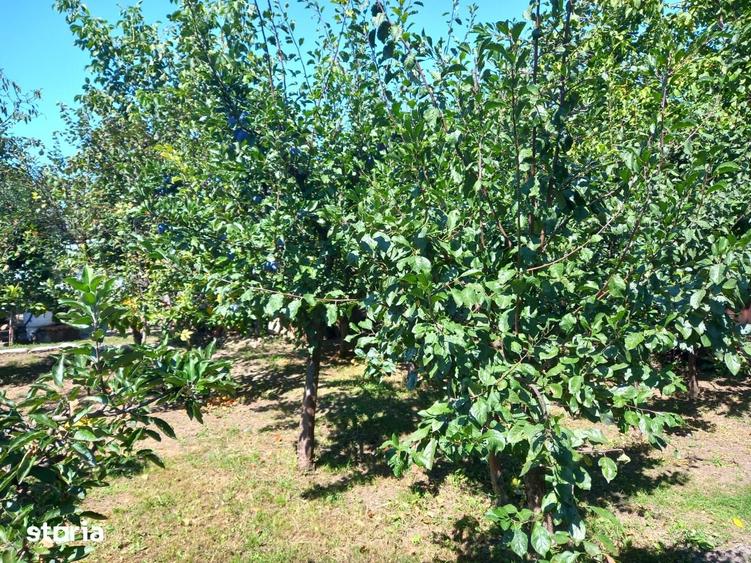 Casă cu 4 camere cu Teren 3590 Mp în Colceag