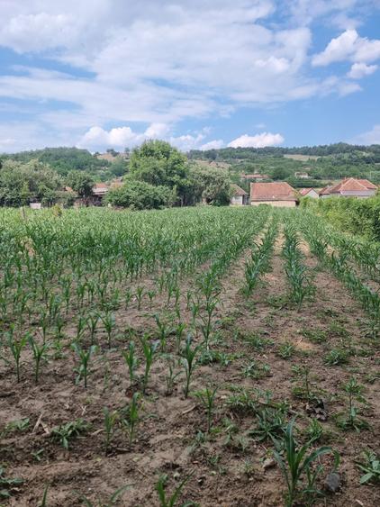 Casă cu 4 camere în Borzești