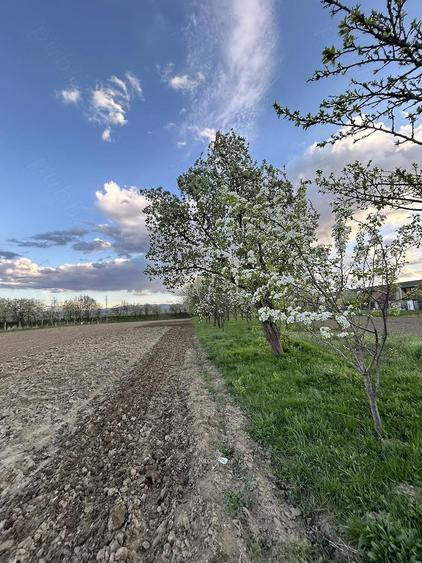 Teren de 1200 mp, în Blandiana