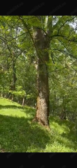 Teren de 2050 mp, în Bărbătești