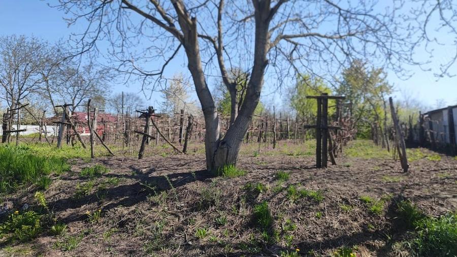 Casă cu Teren 4000 Mp în Moldoveni