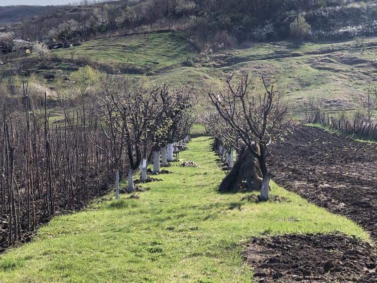 Teren de 5000 mp, în Miroslava