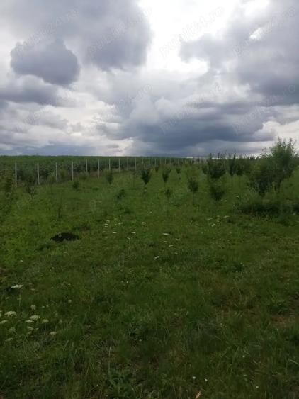 Teren în Sfântu Ilie