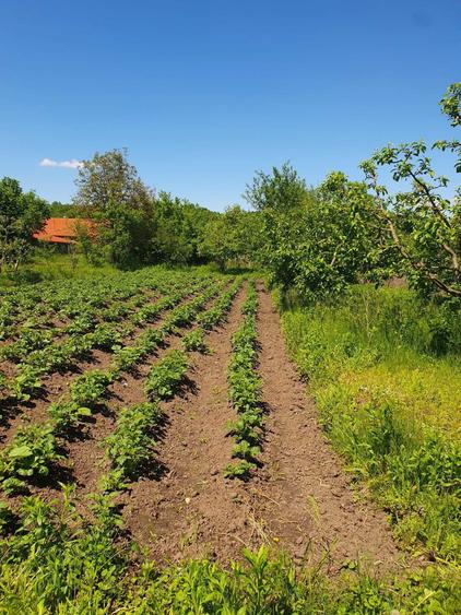 Casă cu 3 camere în Agrij