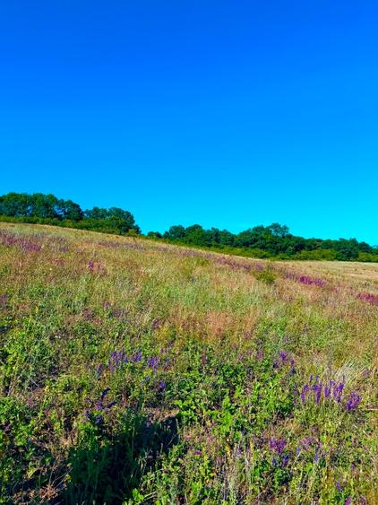 Teren agricol extravilan de 2900 mp, în Jucu