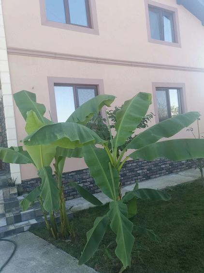 Casă cu 6 camere cu Teren 629 Mp în Central