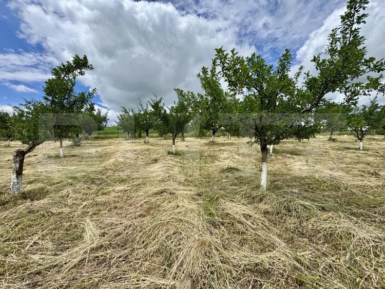 Casă cu Teren 5000 Mp în Drăculea Bandului