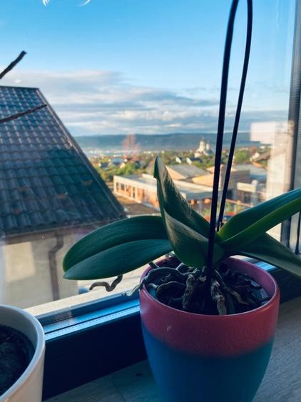 Apartament cu 2 camere decomandat în Valea Lupului