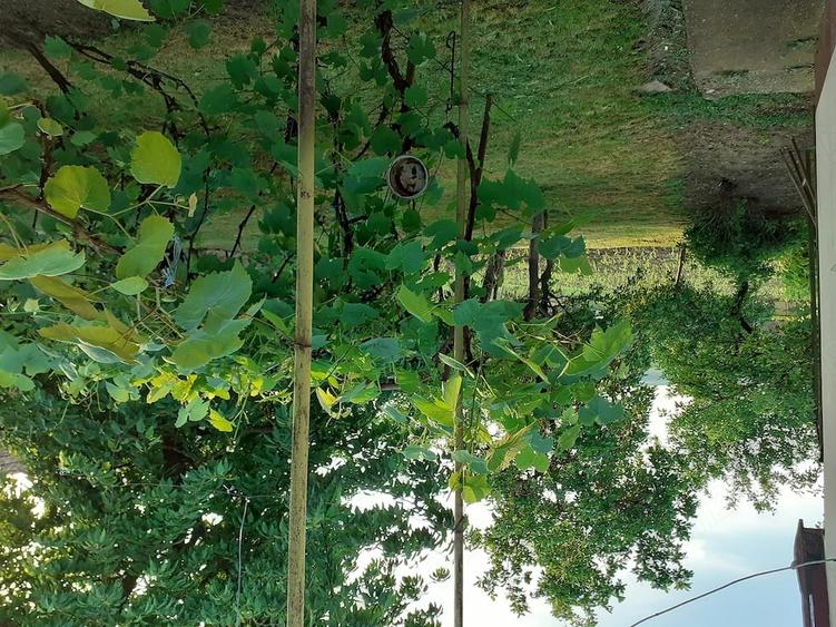 Casă cu 3 camere cu Teren 1800 Mp în Sânger