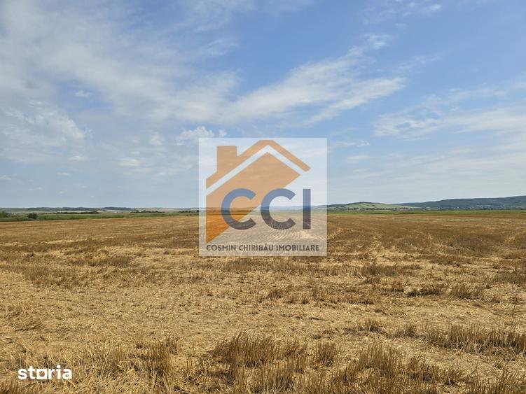 Teren de 50000 mp, în Letea Veche