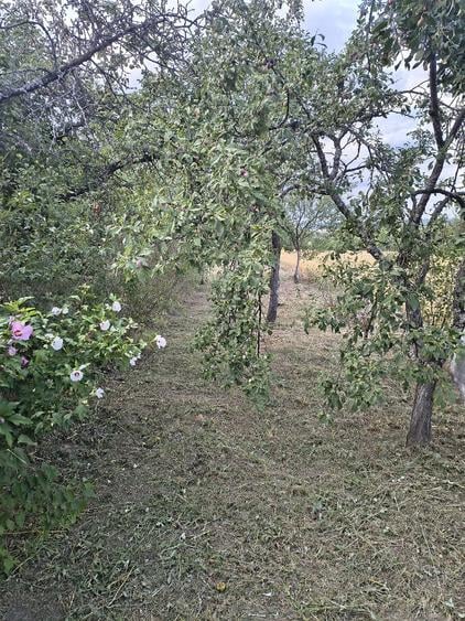 Teren de 6000 mp, în Bocsig