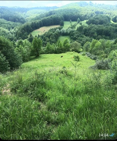 Vand teren in valea Doftanei- florei