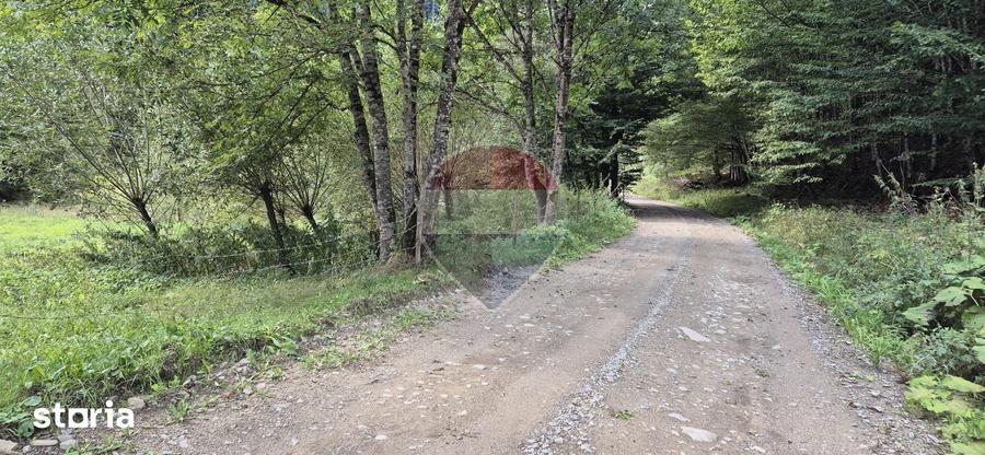 Teren de 2800 mp, în Tarcău