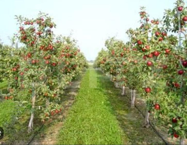 Teren agricol extravilan de 36743 mp, în Pucheni