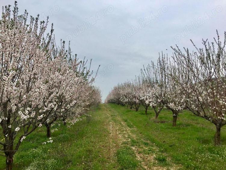 Vand Livada migdali,caisi,pruni -12.300 mp Terasa Dunarii Ostrov-Jud.Constanta - 1