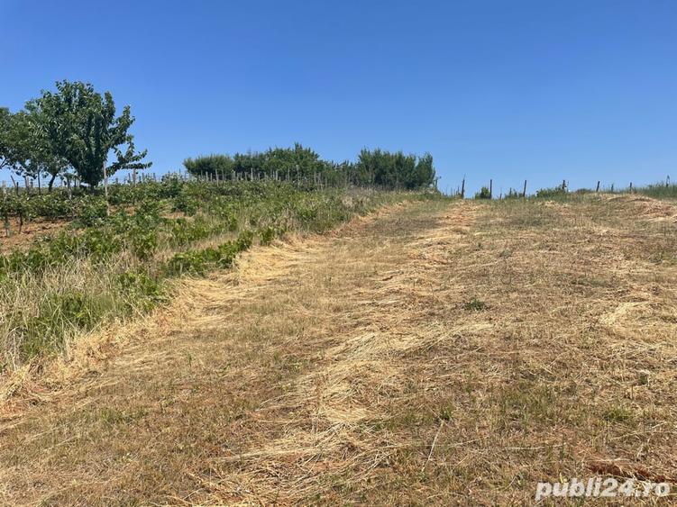 Teren de 1200 mp, în Paleu