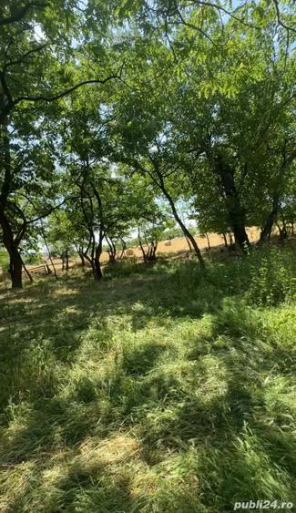 Teren de 4630 mp, în Rădmănești