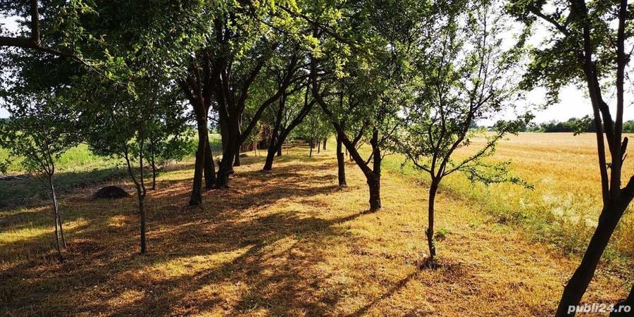 Teren în Dărmănești