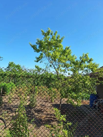 Casă cu 6 camere cu Teren 800 Mp în Pădina
