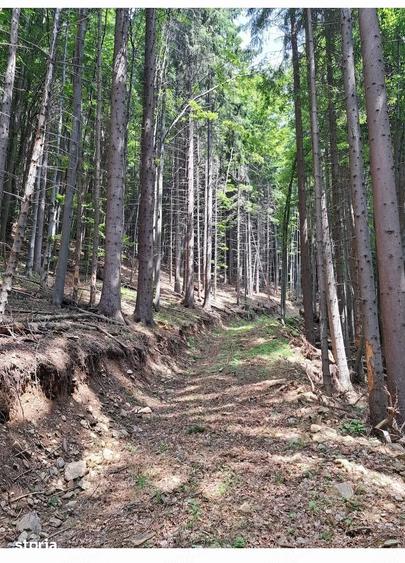 Teren de 67500 mp, în Valea