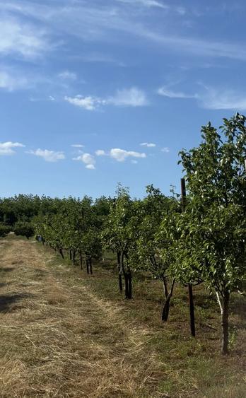 Ferma de vanzare Pecica aproximativ 8 hectare - 4