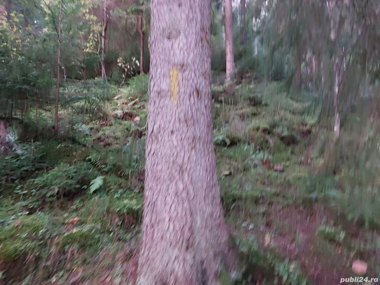 Teren de 10000 mp, în Izvoarele Sucevei