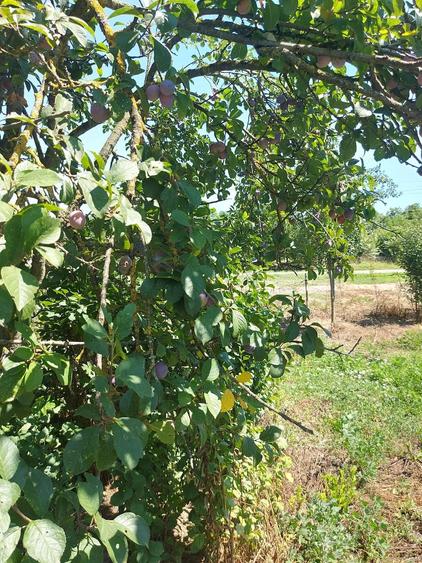 Casă cu Teren 2190 Mp în Plopeni