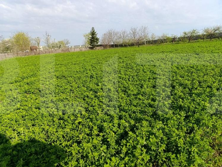 Teren agricol extravilan de 10189 mp, în Cristești
