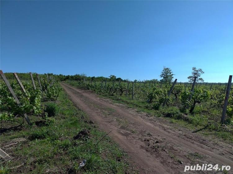 Teren de 7500 mp, în Cernătești