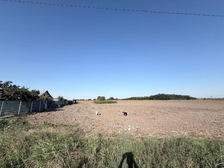 Teren 3.500 mp Gradistea Ilfov | 2.857 mp intravilan | Asfalt | 129.000 - 4