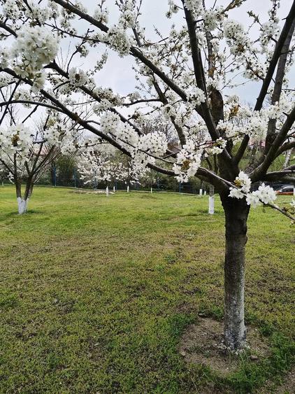 Teren de 1500 mp, în Singureni
