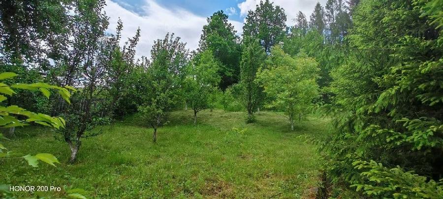 Teren de 800 mp, în Ibănești