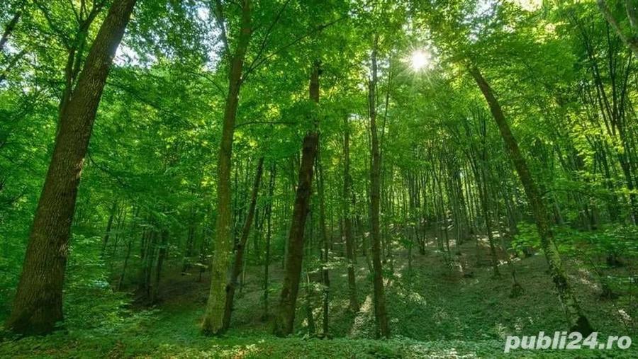 Teren în Rănușa