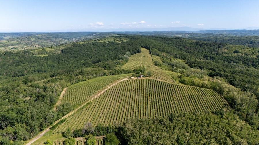 Teren agricol intravilan de 600000 mp, în Gușoeni