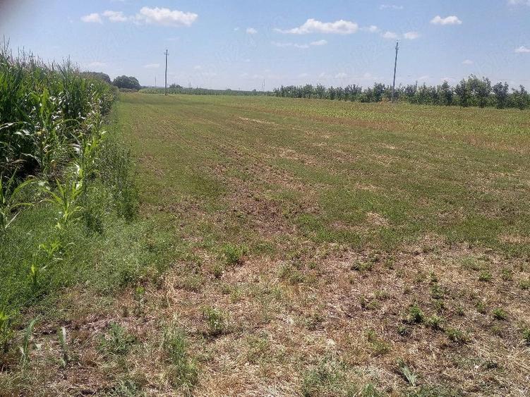 Teren de 2350 mp, în Frătești